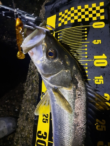 シーバスの釣果