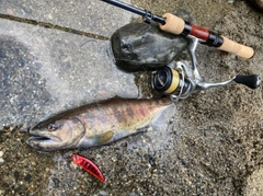 アマゴの釣果