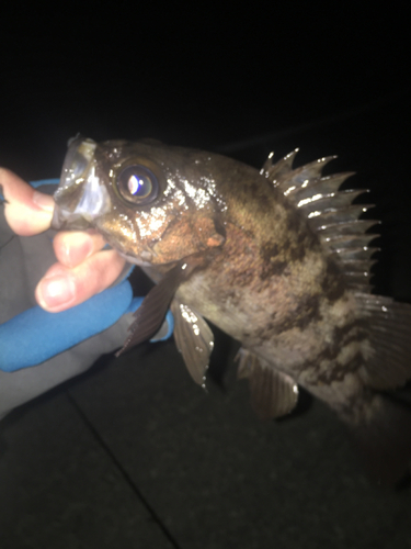 アカメバルの釣果