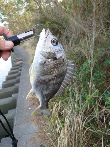 キチヌの釣果