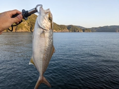 ネイリの釣果