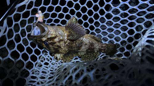 タケノコメバルの釣果