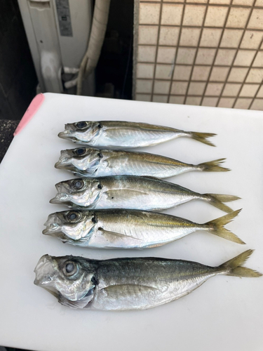 アジの釣果