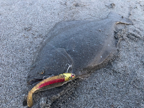 ヒラメの釣果