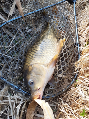 コイの釣果