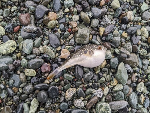 クサフグの釣果