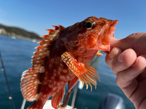 ガシラの釣果