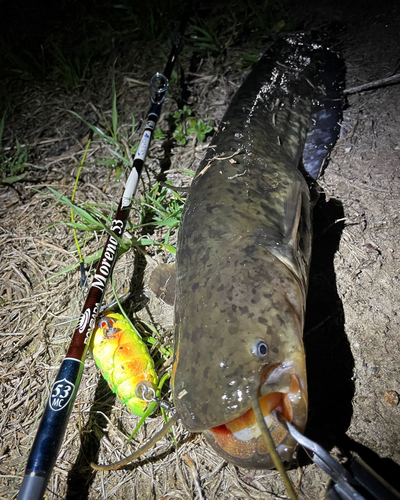 ナマズの釣果