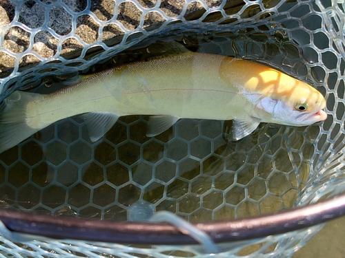 ニジマスの釣果