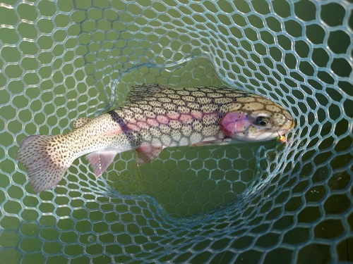 ニジマスの釣果