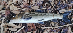 ニゴイの釣果