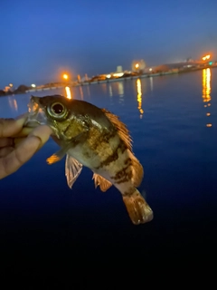 メバルの釣果