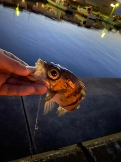 メバルの釣果