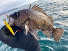 クロメバルの釣果