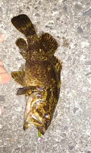 タケノコメバルの釣果