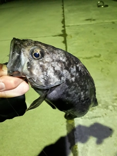 クロソイの釣果