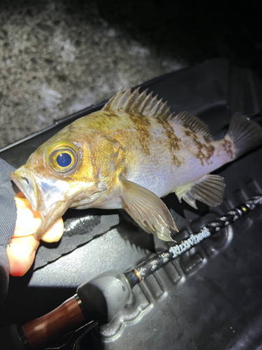 メバルの釣果