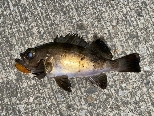 メバルの釣果