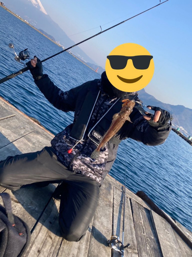 ワニゴチの釣果