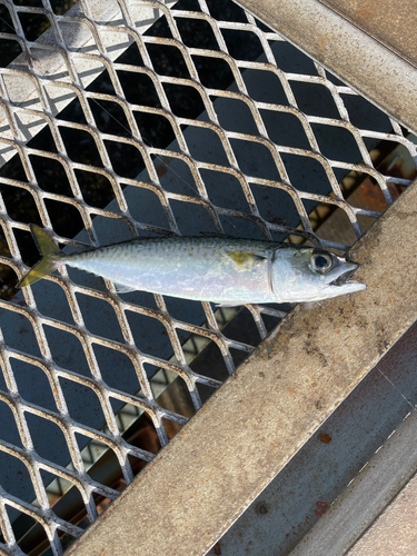 サバの釣果