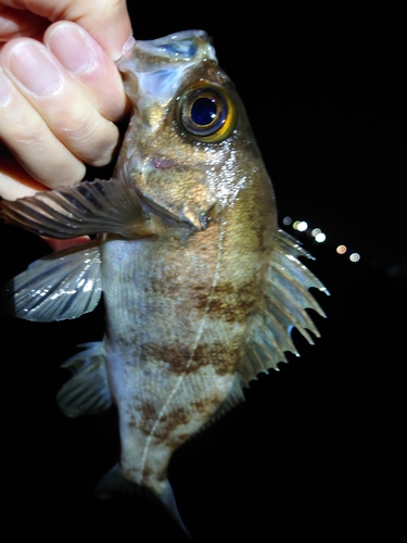 クロメバルの釣果