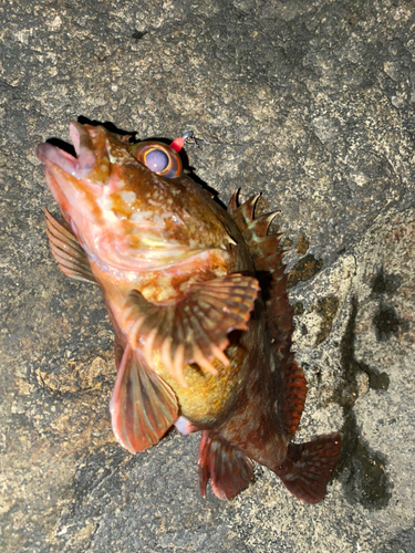 カサゴの釣果