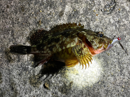 カサゴの釣果