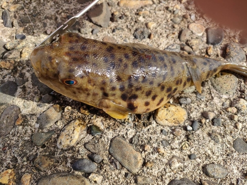 フグの釣果