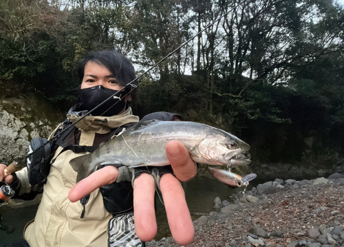 ヤマメの釣果