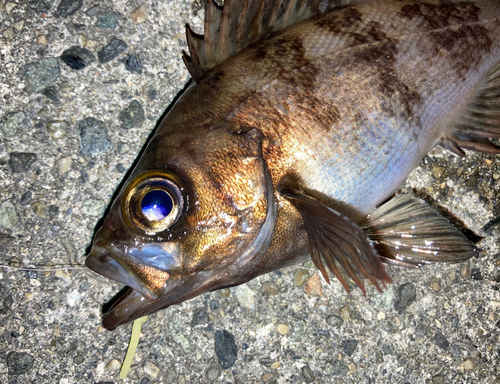 メバルの釣果