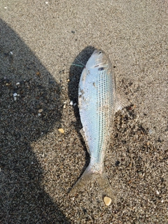 コノシロの釣果