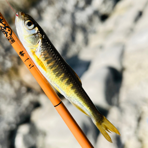 カワムツの釣果