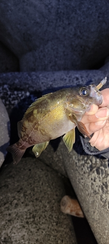 メバルの釣果