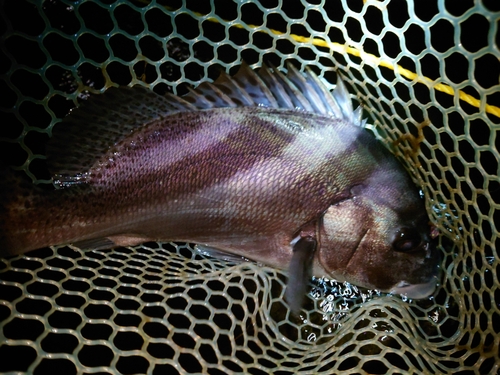 コロダイの釣果