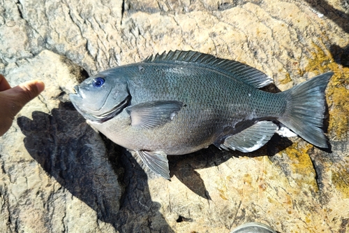 クチブトグレの釣果