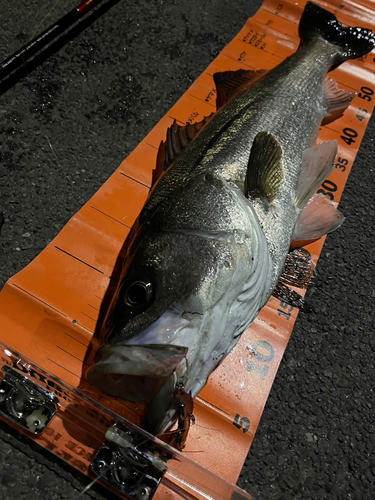 シーバスの釣果