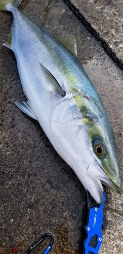 ヤズの釣果