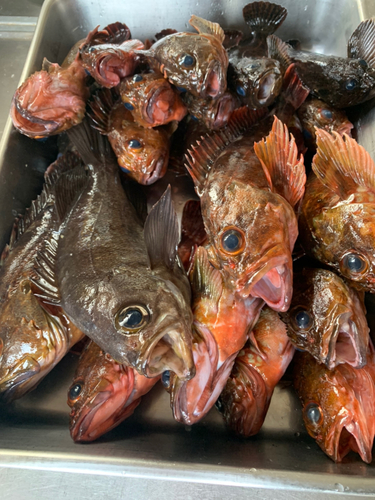 クロメバルの釣果