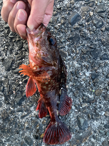 ガシラの釣果