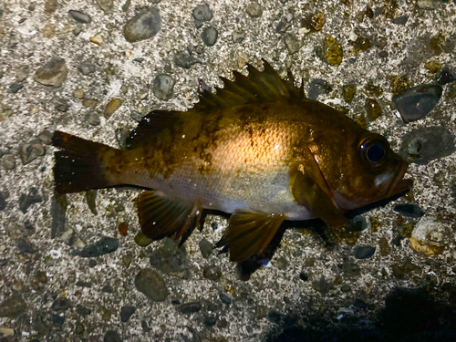 シロメバルの釣果