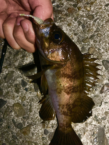 シロメバルの釣果