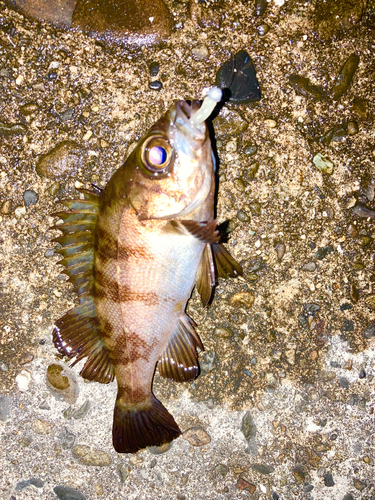 シロメバルの釣果