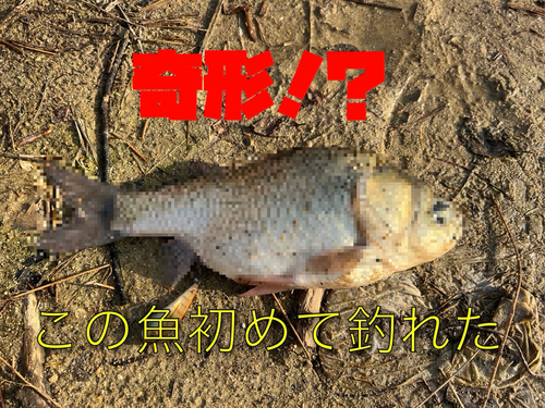 ヘラブナの釣果