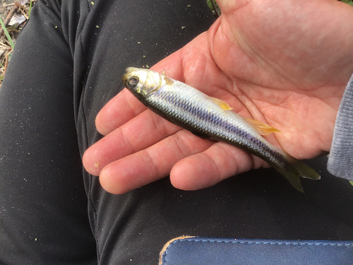 カワムツの釣果