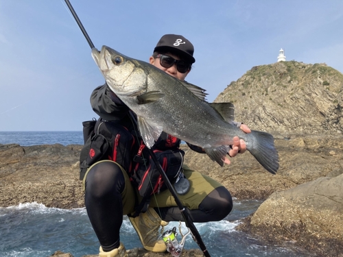 ヒラスズキの釣果