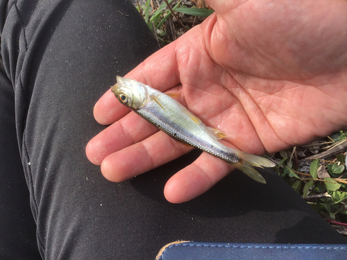 カワムツの釣果