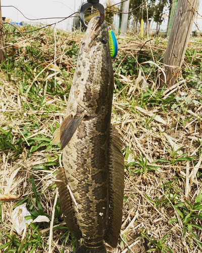 カムルチーの釣果