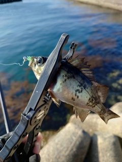 シロメバルの釣果