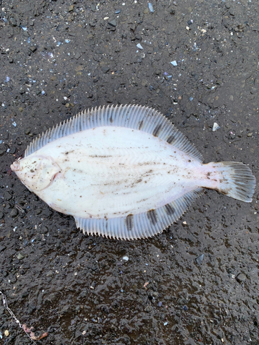 クロガシラガレイの釣果