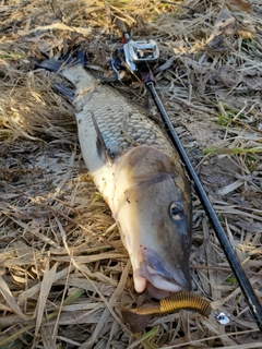 ニゴイの釣果